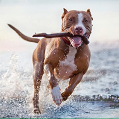 Glucosamine and chondroitin for dogs