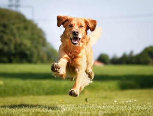 Read more about the article High Protein Dog Food