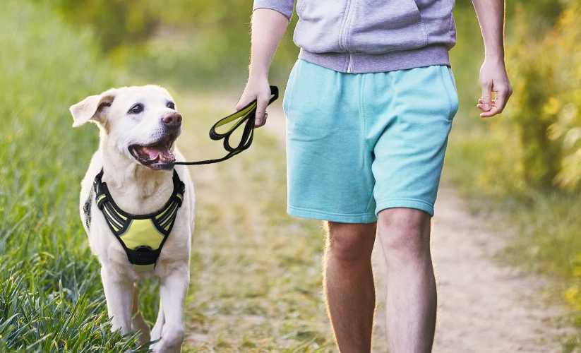 Dog Harness No Pull