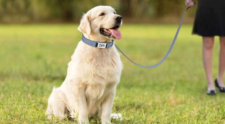 Read more about the article Personalized Dog Collars