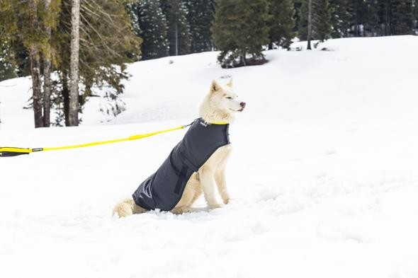 Winter & Snow Dog Coat