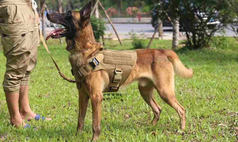 Read more about the article Tactical Dog Harness