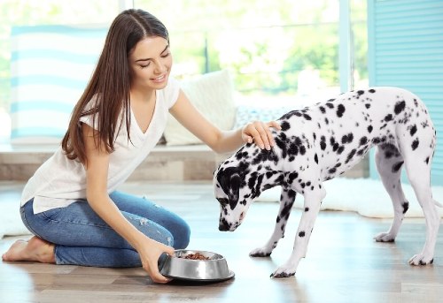 Read more about the article Wet Dog Food