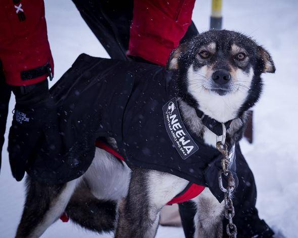 Winter Snow Coat For Dog