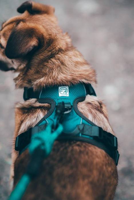 Ultra Comfort & Tough No-Pull Harness For Dog