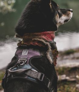 Dog Harness