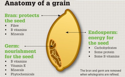Anatomy-of-a-Grain