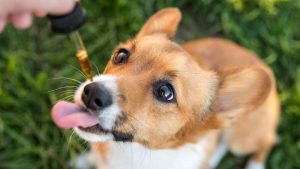 CBD Oil for Dogs