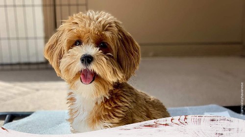 Dog food for small dogs