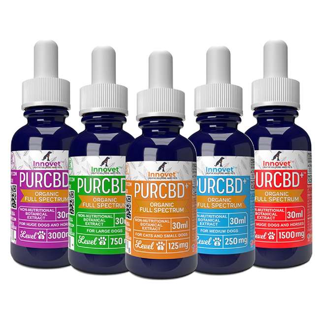 CBD Oil for Dogs - Innovet Pet