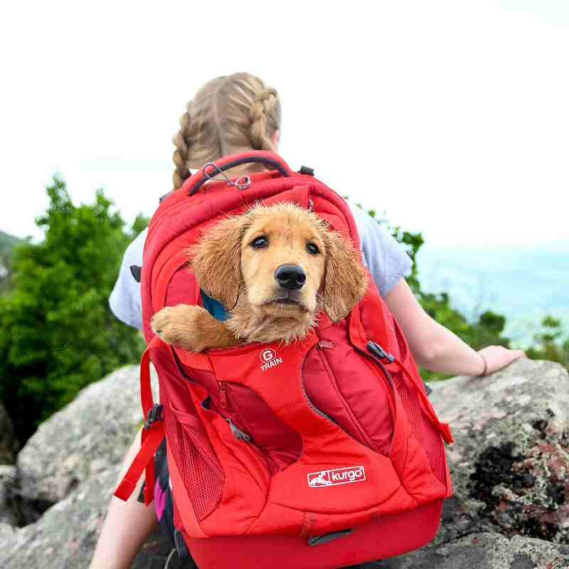 Kurgo Dog Carrier Backpack For Hiking with Small Dogs