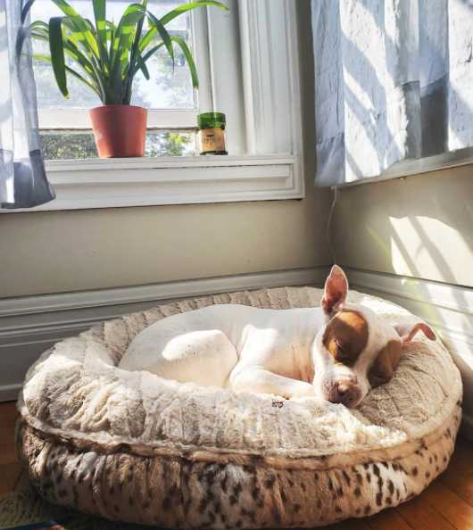 bessie and barnie calming dog bed