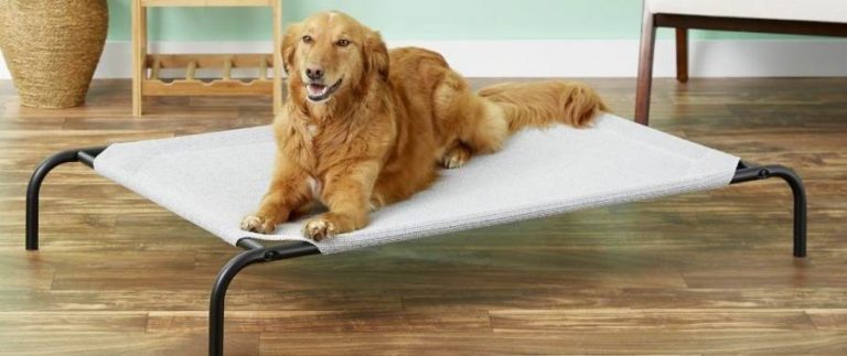 Read more about the article Elevated Dog Bed