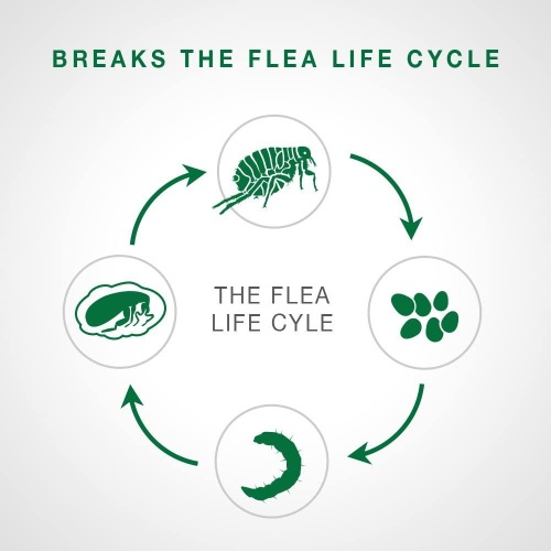 Flea treatment for dogs flea cycle