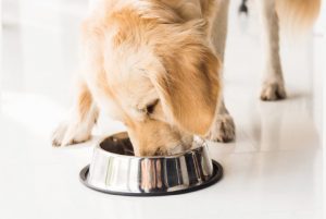 Low Carb dog food