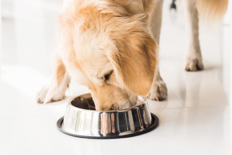 Read more about the article Low Carb Dog Food