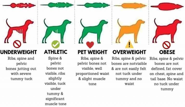 Dog Weight Management Chart