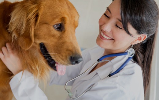 Read more about the article Vet Recommended Dog Food