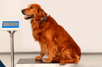 Weight management for dog