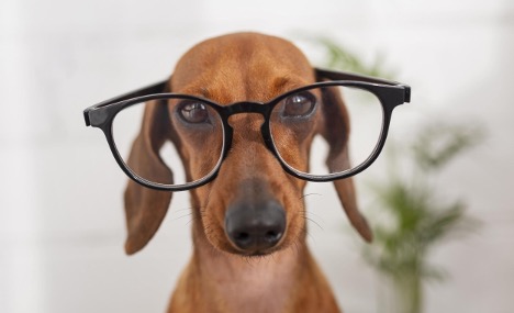 beware of pet adoption scam