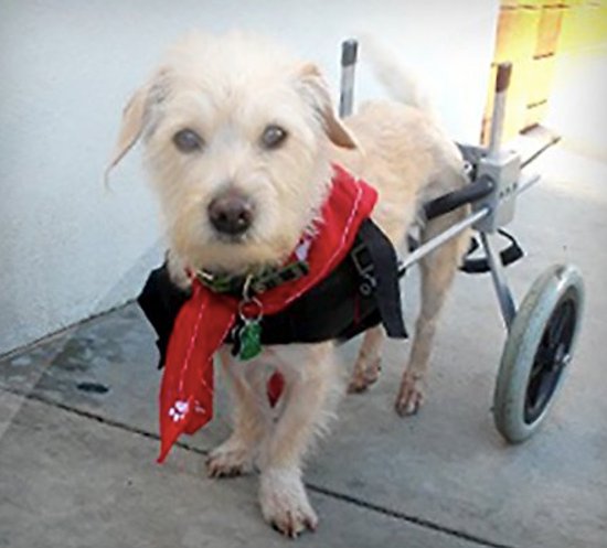 Best Friend Mobility Dog Wheelchair