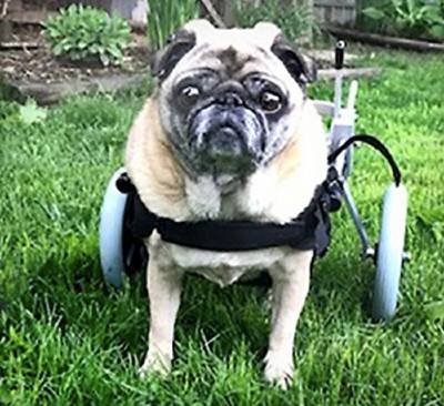 Best Friend dog wheelchair small