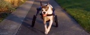 Dog Wheelchair