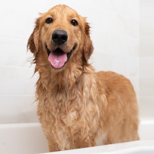 Read more about the article Flea Shampoo For Dogs