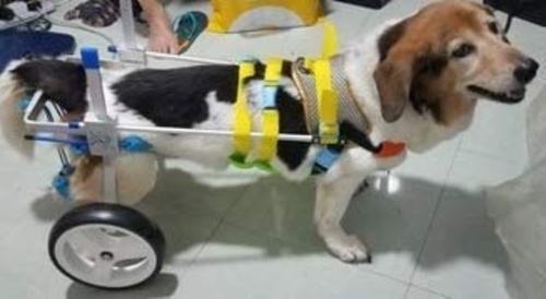 Newlife Small Dog Wheelchair