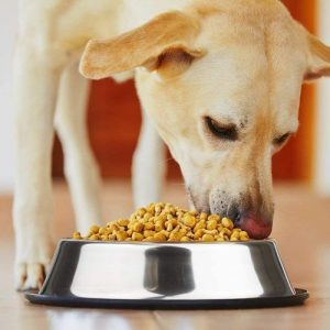 Stainless Steel Dog Bowls