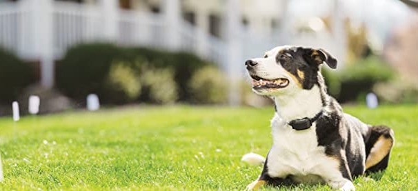 Read more about the article Wireless Dog Fence