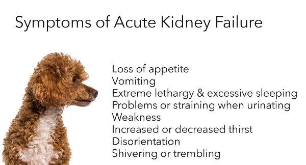 acute kidney disease in dogs