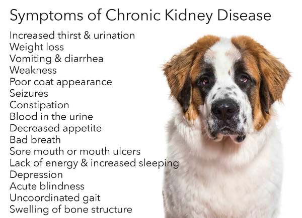 chronic kidney disease in dogs