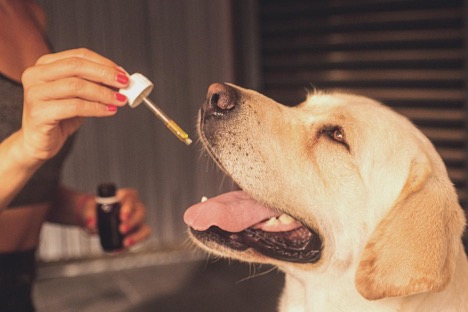 Read more about the article Everything You Should Know About CBD for Dogs