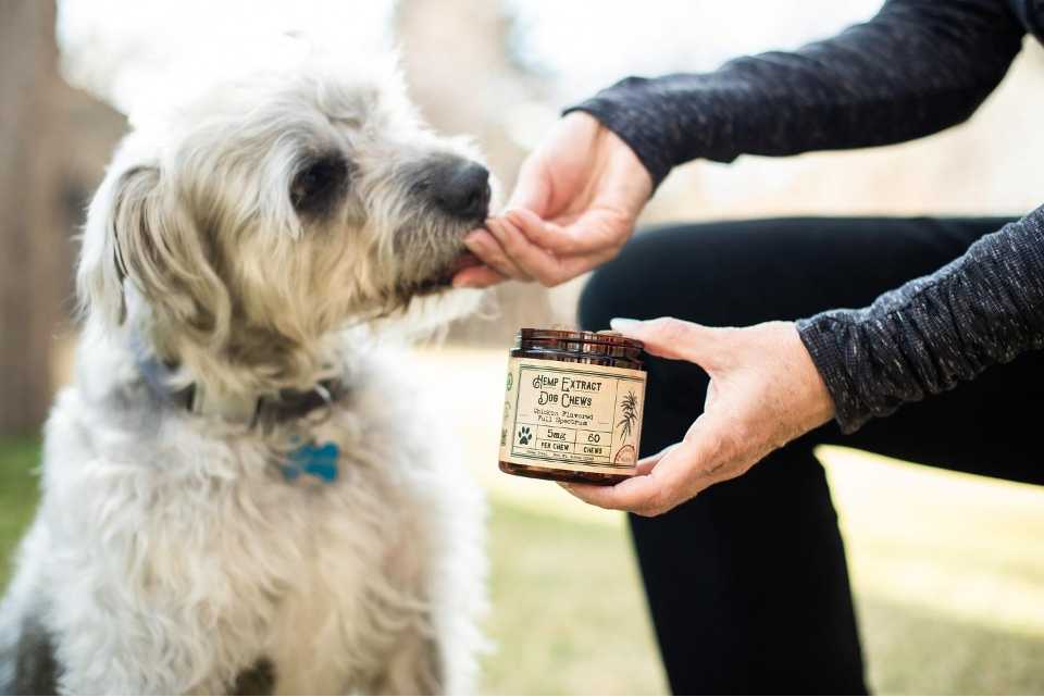 is cbd safe for your dogs