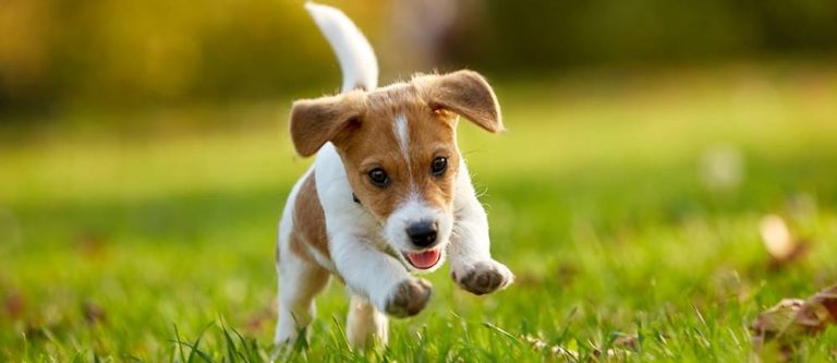 Read more about the article High Protein Puppy Food