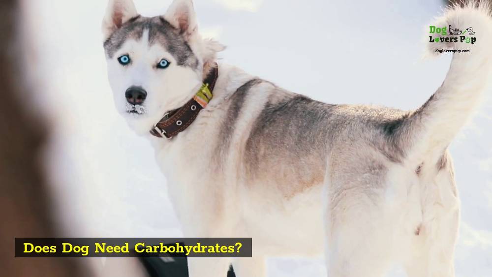 Does Dog Need Carbohydrates