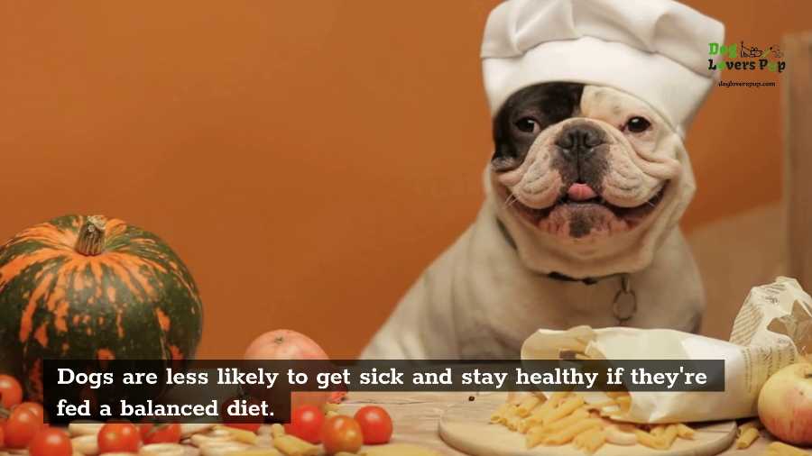 Dogs need balanced diet to stay healthy