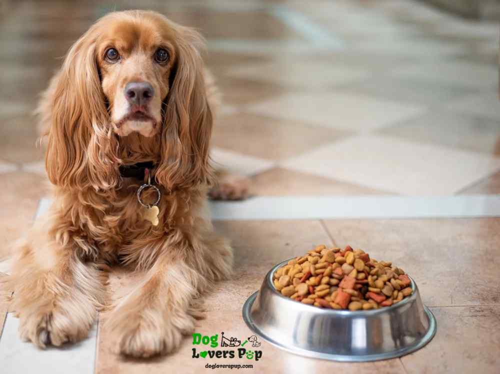 Read more about the article Dog Diet Guide – Everything About Dog Food & Nutrition