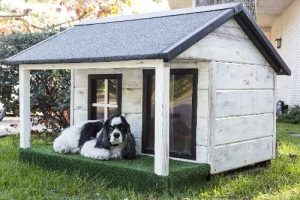 Large dog resting in an outdoor dog kennel with roof and floor