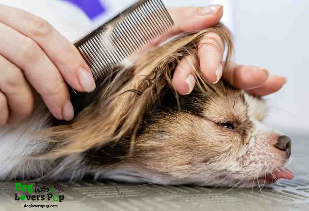 brushing your dog's hair