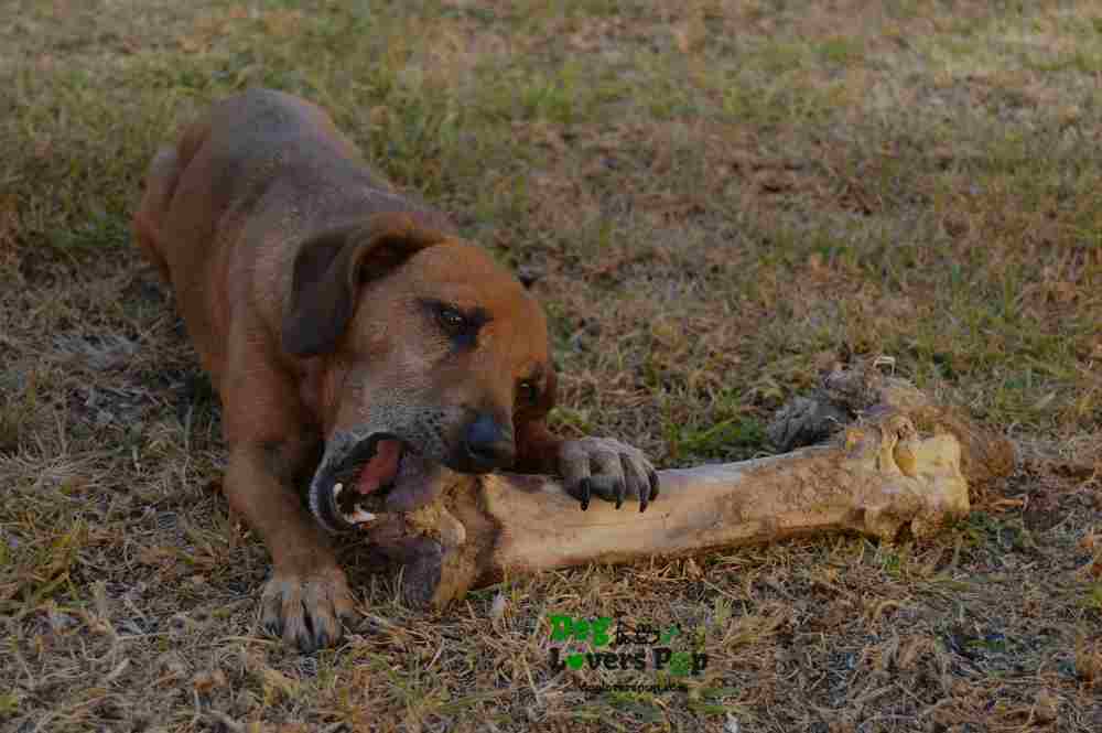 a dog chewing on bone