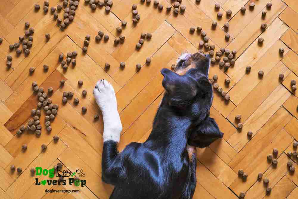 dog eating his food