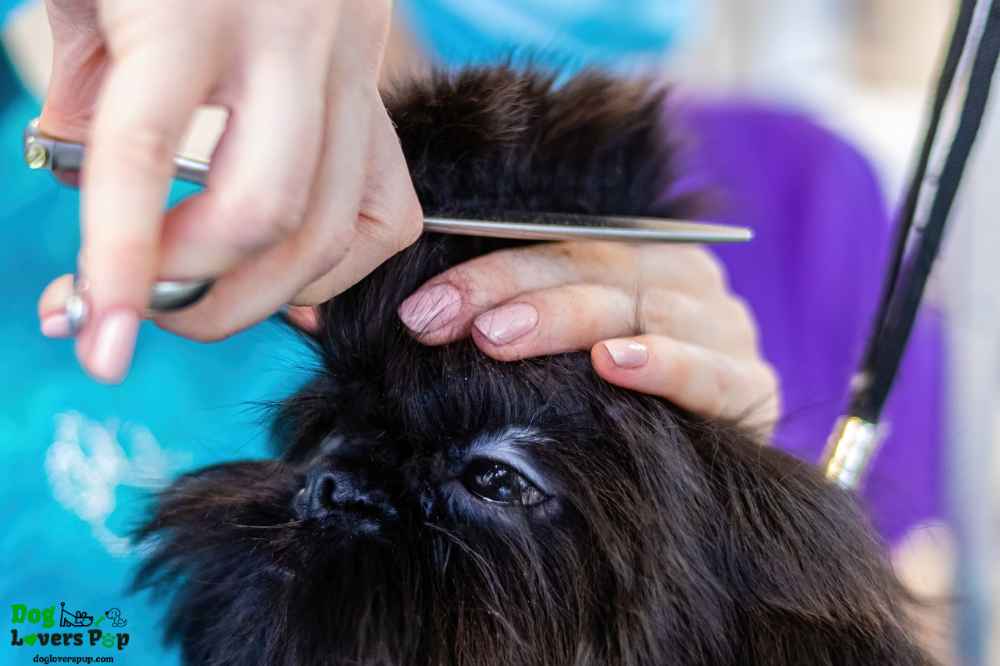 Dog grooming and hair clipping