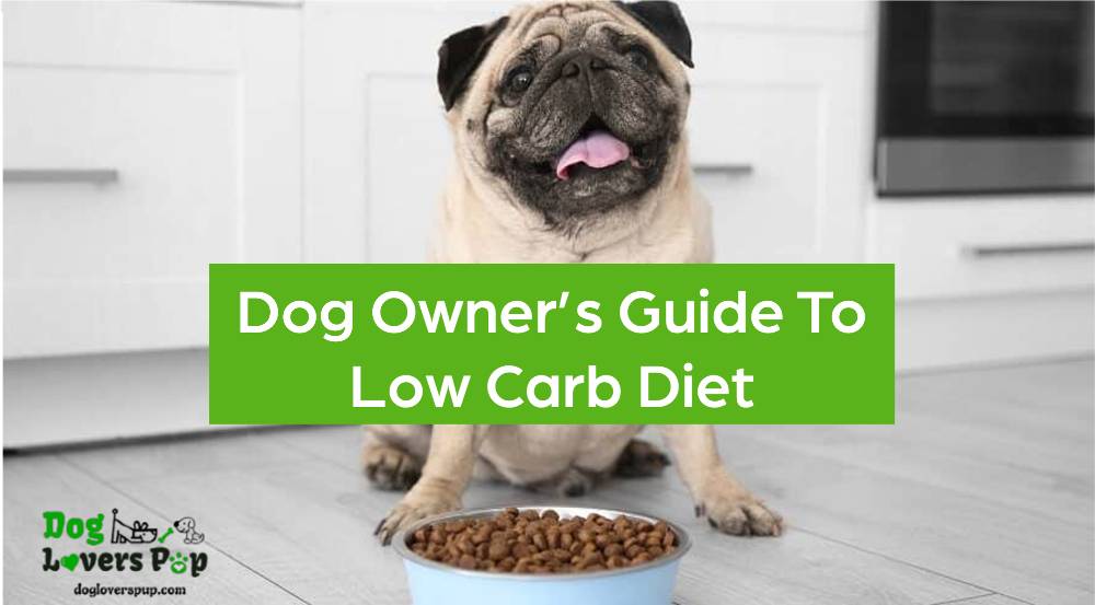 Read more about the article Dog Owner’s Guide to Low Carbohydrate Diet