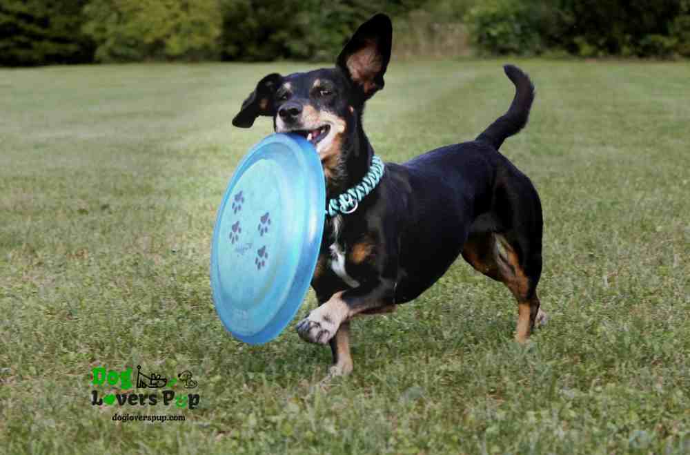 dog playing fetch frisbee