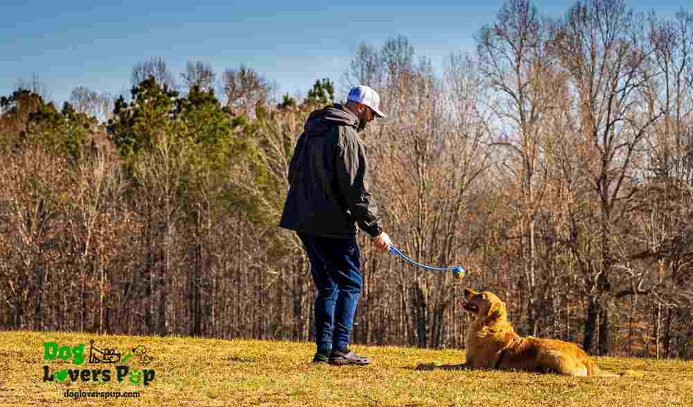dog obedience training