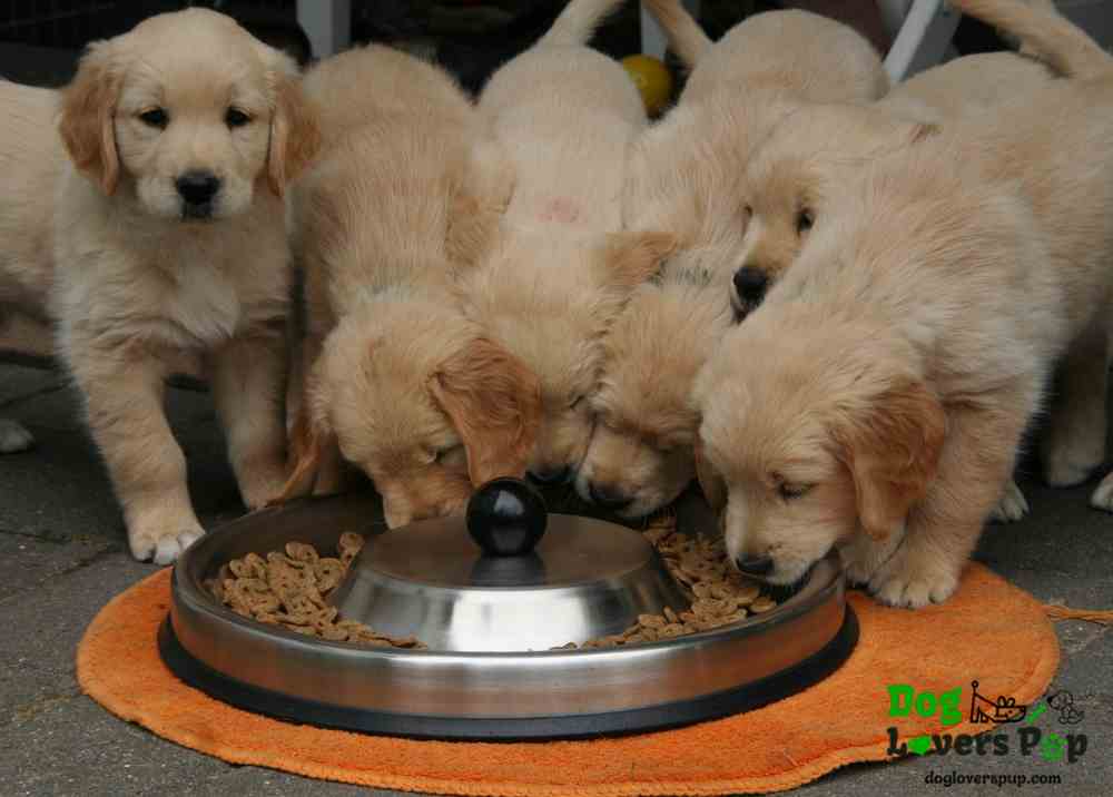 feeding dogs with dry kibbles