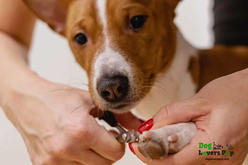 trimming dog's nails using nail clipper
