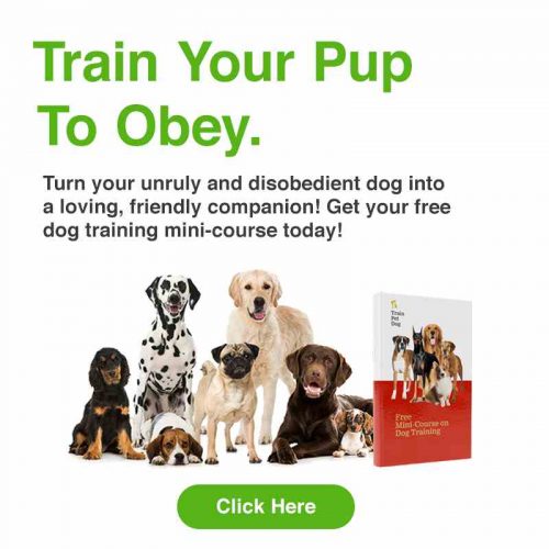 Dog Obedience Training